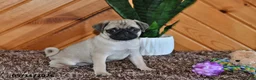 Pug dogs for sale: Amber - Ad 3