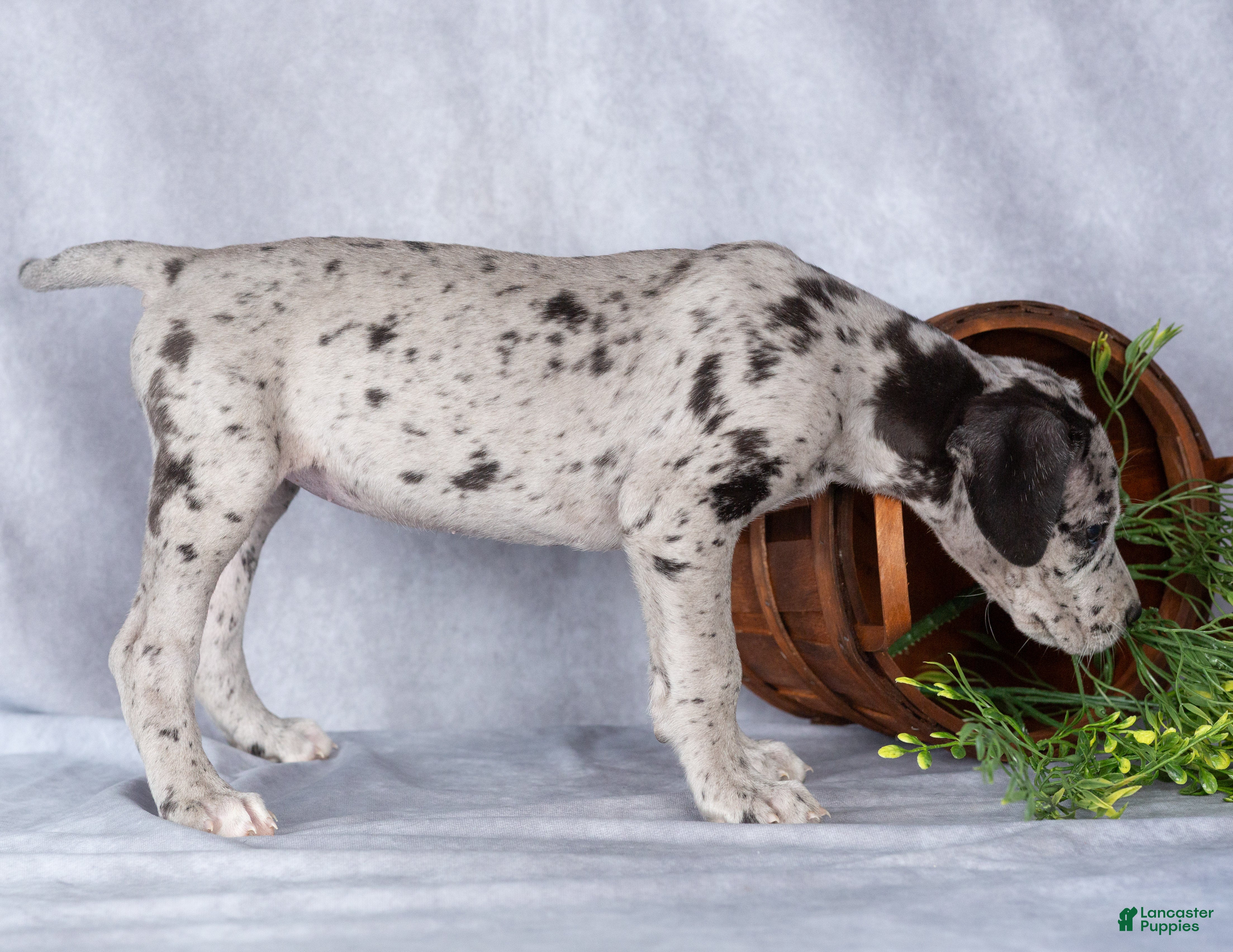Great Dane dogs for sale: Melody - Ad 2
