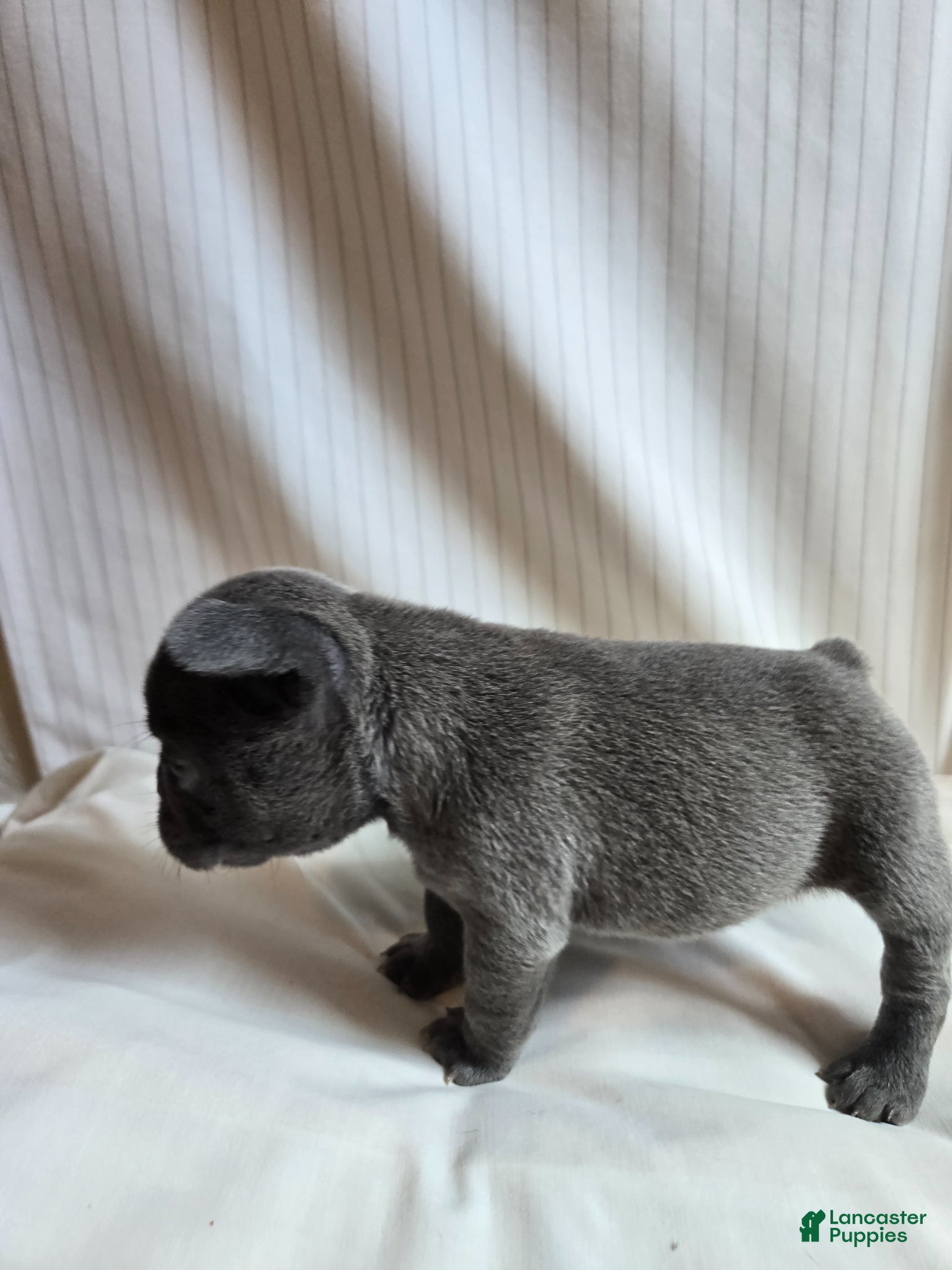 French Bulldog dogs for sale: Vienna  - Ad 5