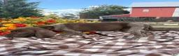 German Shorthaired Pointer dogs for sale: Benelli - Ad 2