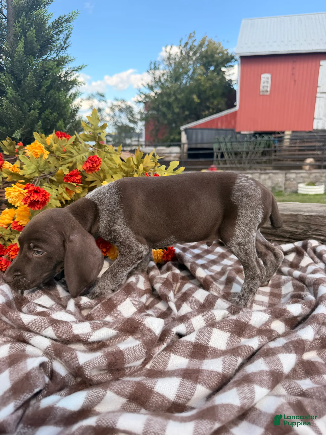 German Shorthaired Pointer dogs for sale: Benelli - Ad 2