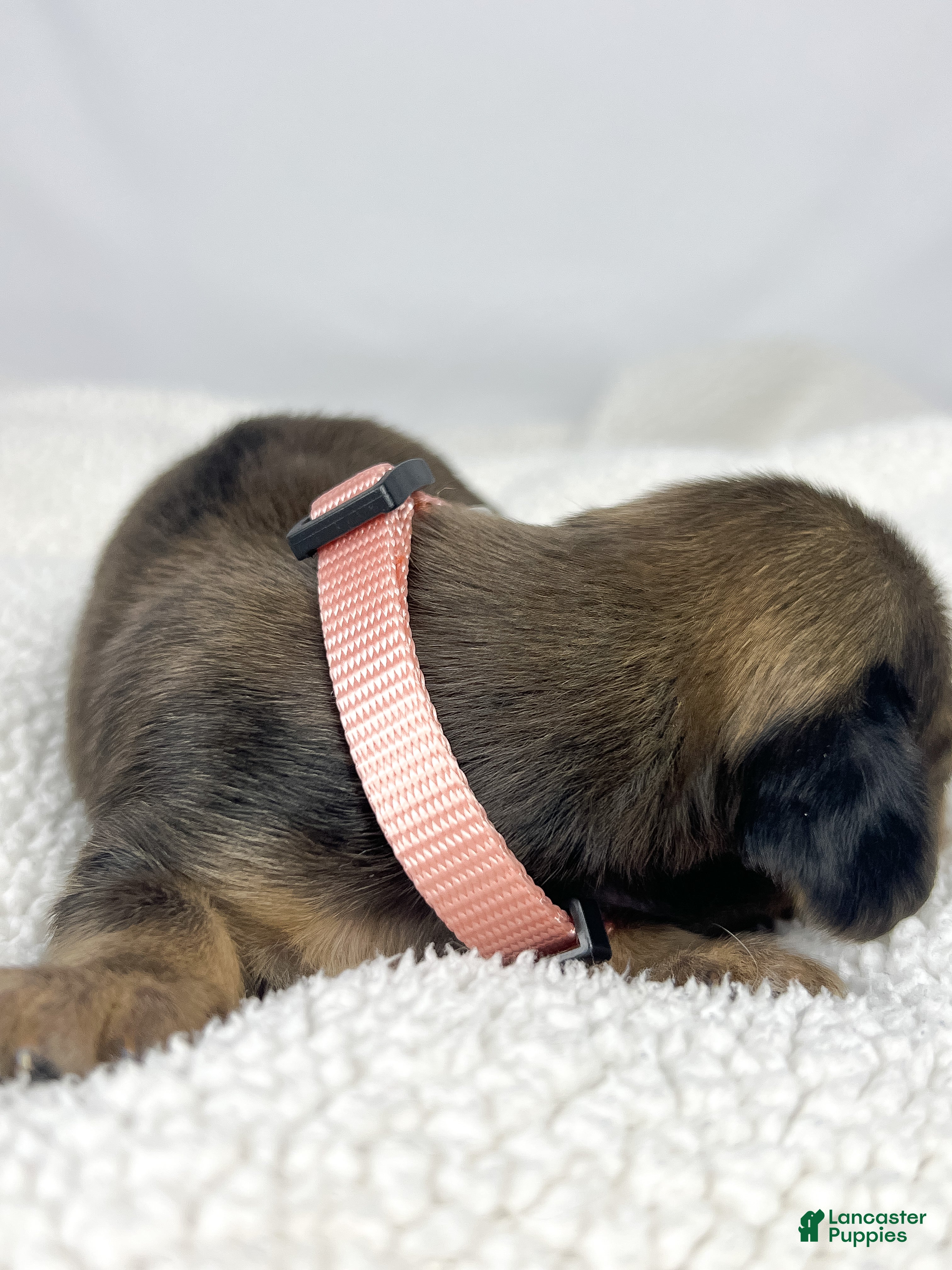 Miniature Dachshund dogs Cherry - Ad 7