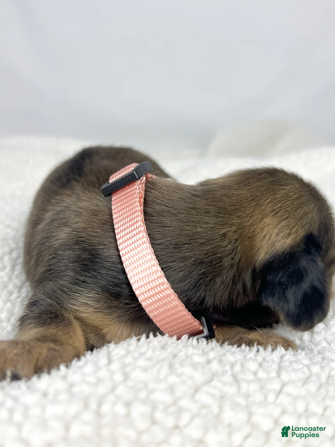 Miniature Dachshund dogs for sale: Cherry - Ad 1