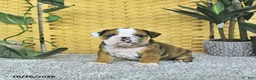 English Bulldog dogs for sale: Aston - Ad 3