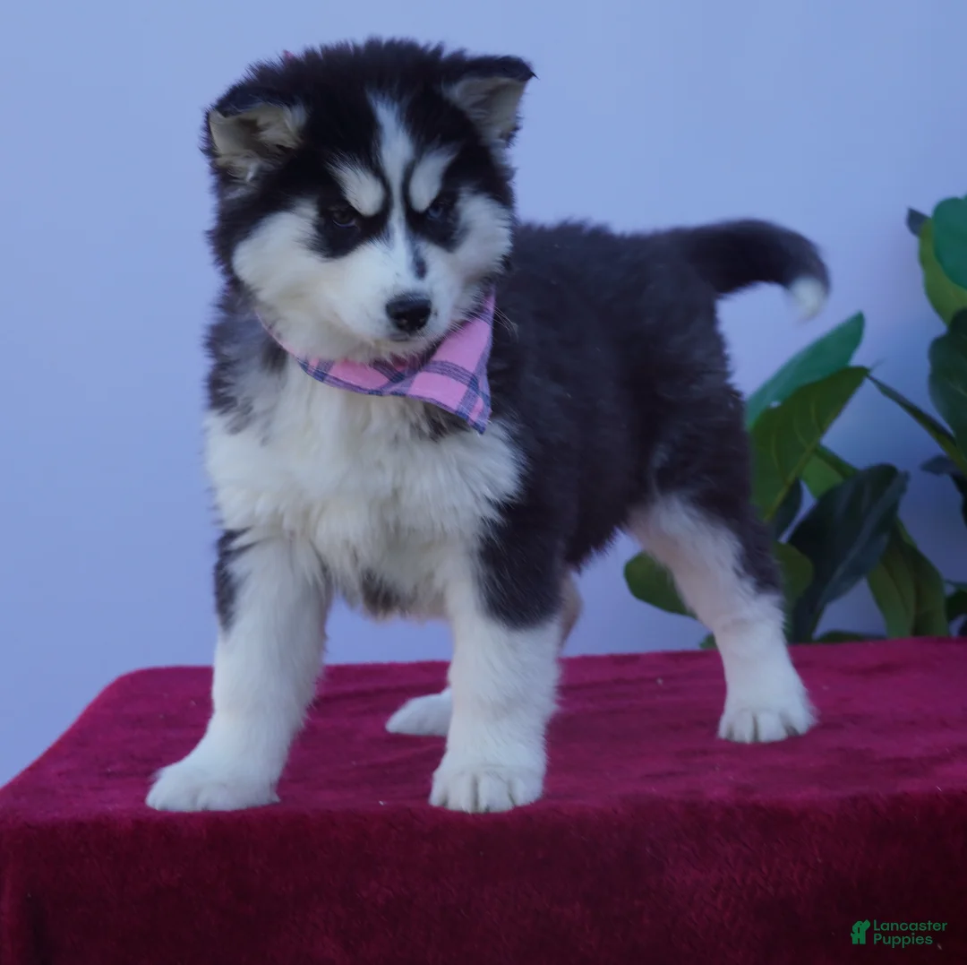 Siberian Husky dogs for sale: Luna - Ad 2