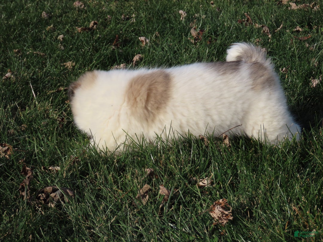 American Eskimo dogs for sale: Zoey  - Ad 2