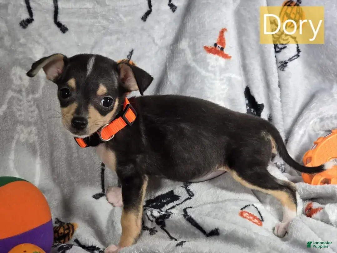 Doris (T-CUP) Tri for sale in Manhattan Lancaster Puppies