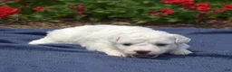 Bichon Frise dogs for sale: Holly - Ad 6