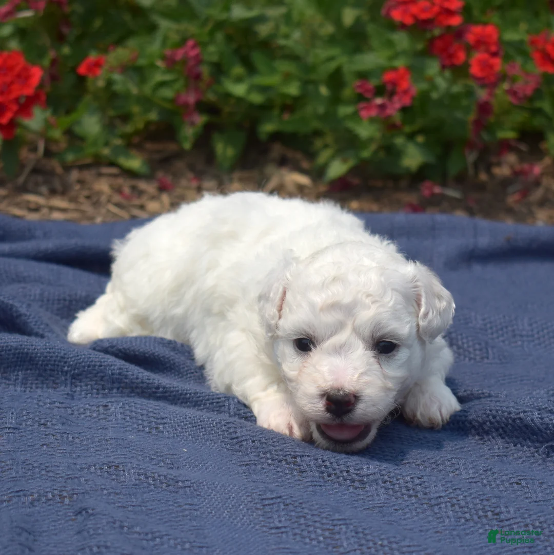 Bichon Frise dogs for sale: Holly - Ad 6
