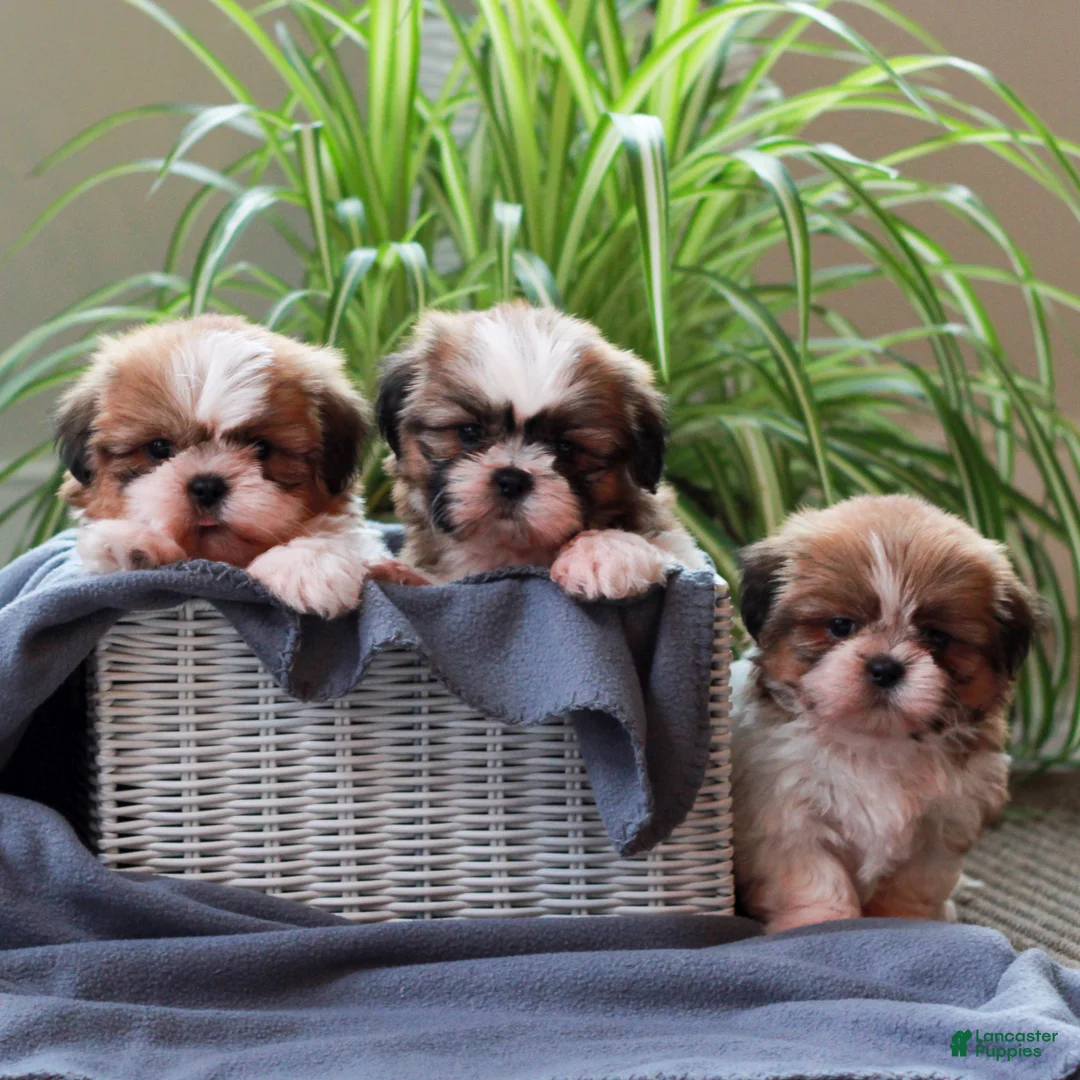 Shih Tzu dogs for sale: Nelly  - Ad 4