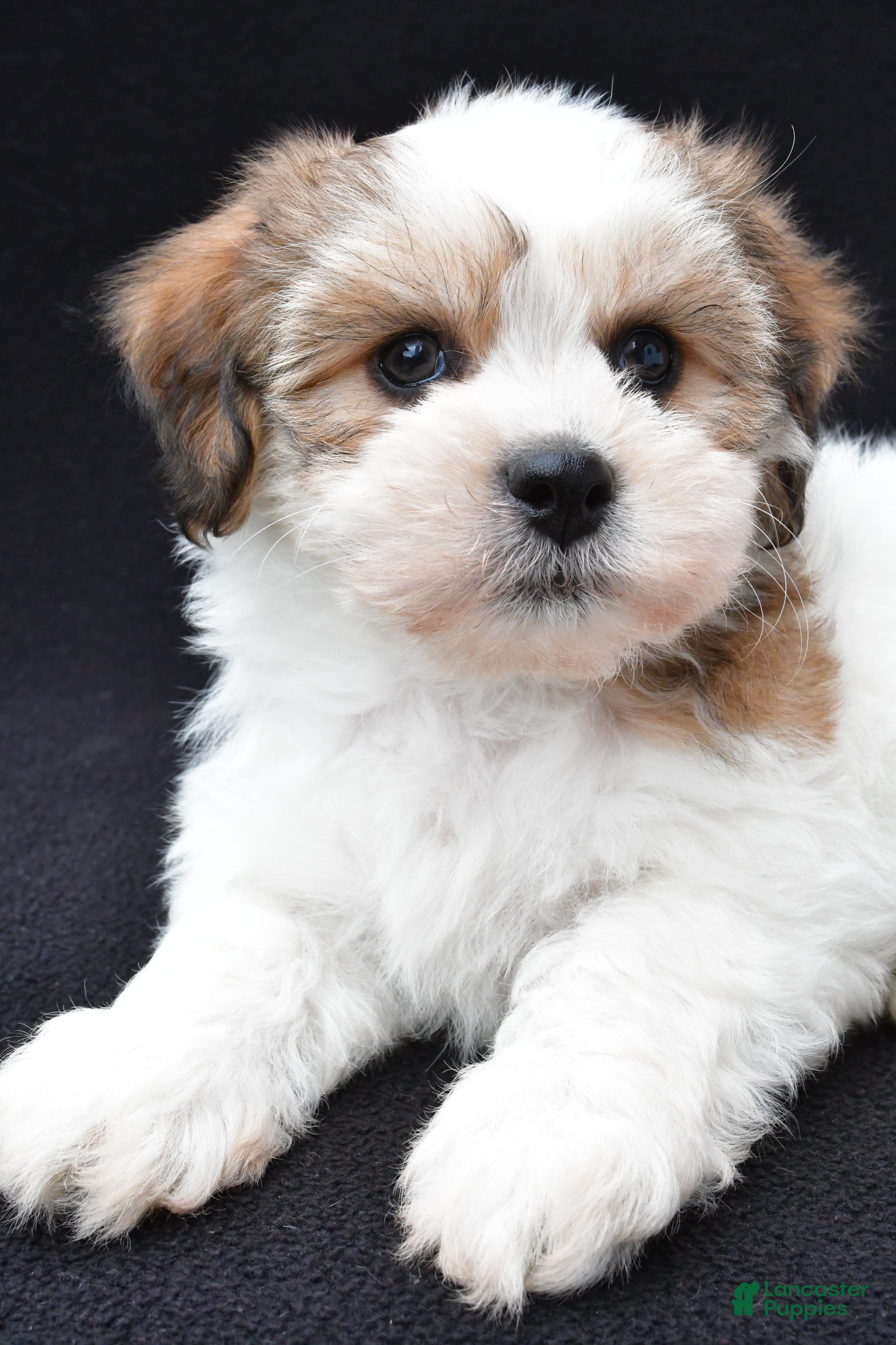 Shihpoo dogs Riley - Ad 2