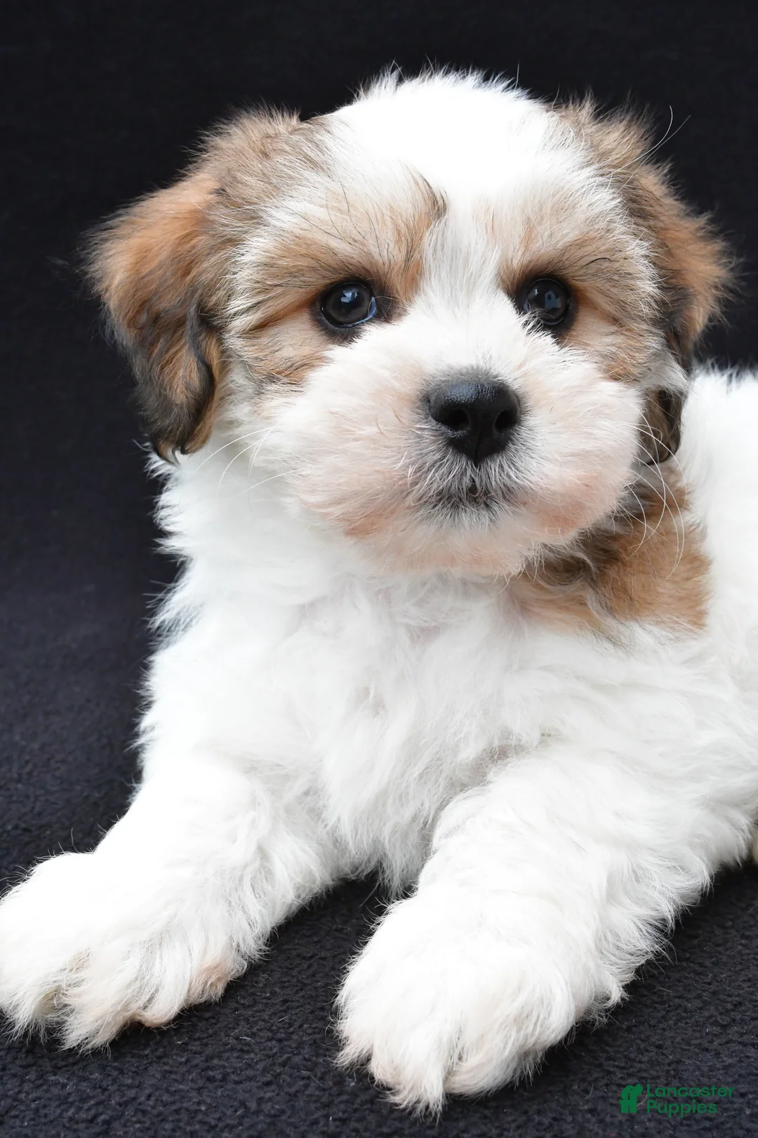 Shihpoo dogs for sale: Riley - Ad 2