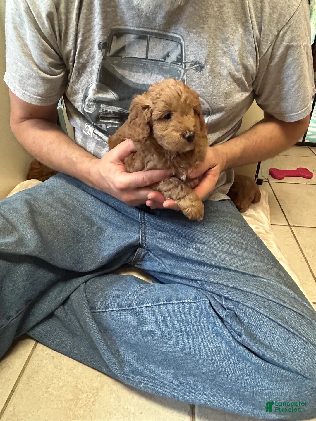 Mini Goldendoodle dogs for sale: Petite Darling Mini Goldendoodle Puppy 6 - Ad 1