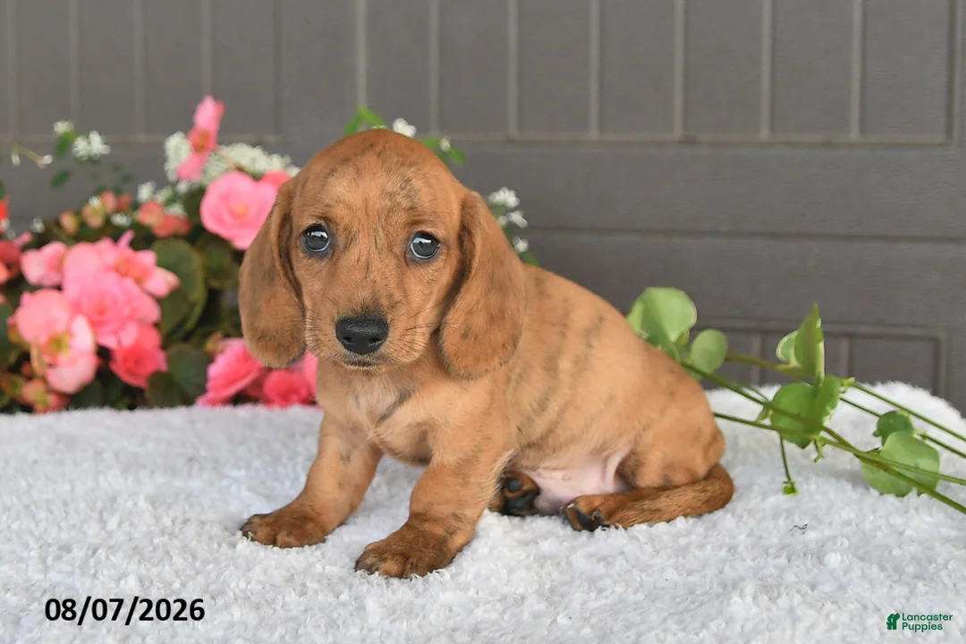 Miniature Dachshund dogs for sale: Rex - Ad 2