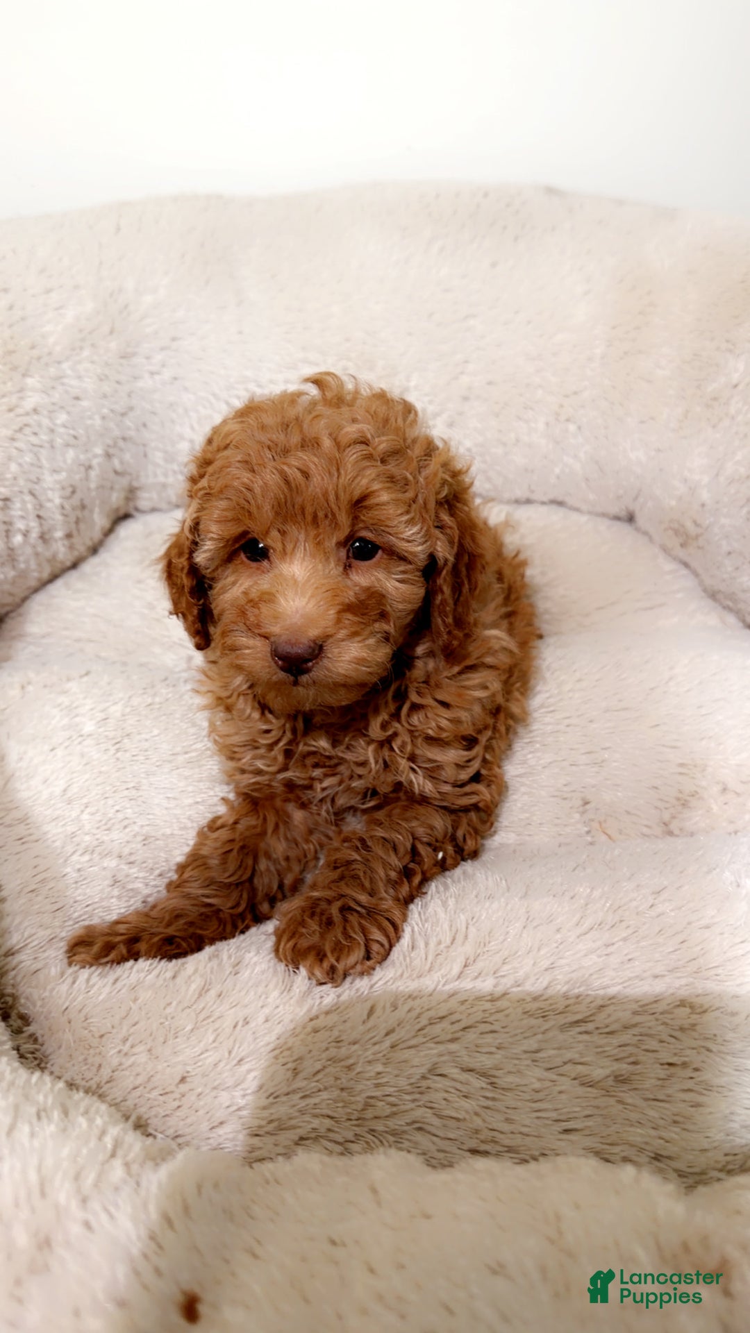 Maltipoo dogs for sale: Louie  - Ad 1