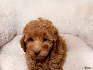 Maltipoo dogs Louie - Ad 26