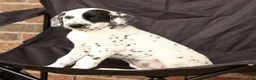 Dalmatian dogs for sale: Ellie - Ad 8