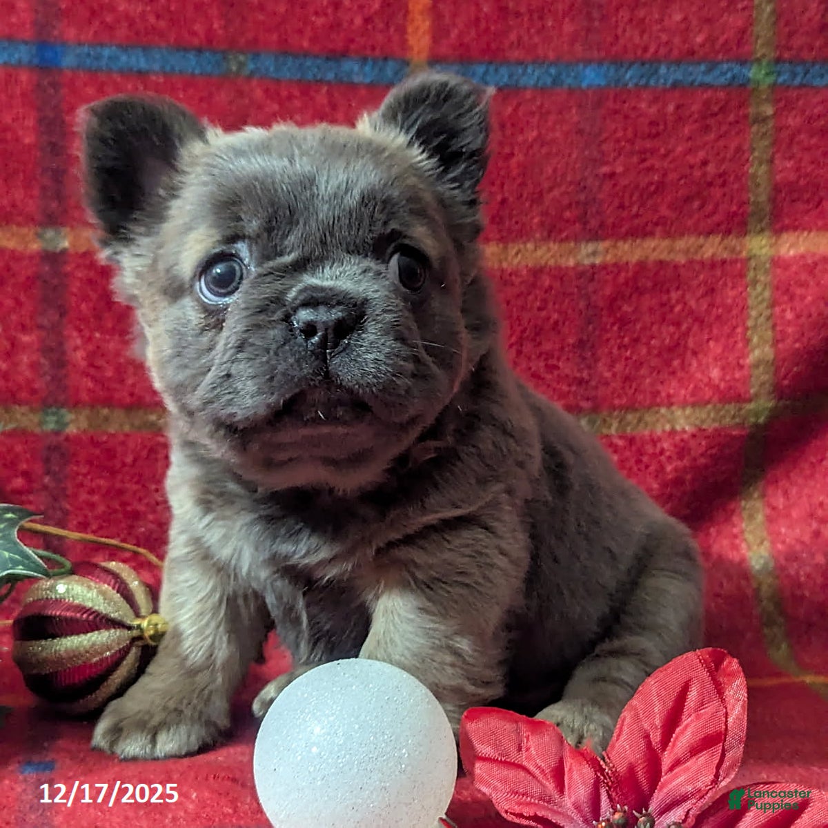 French Bulldog dogs Abby FLUFFY - Ad 15