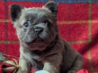 French Bulldog dogs Abby FLUFFY - Ad 15