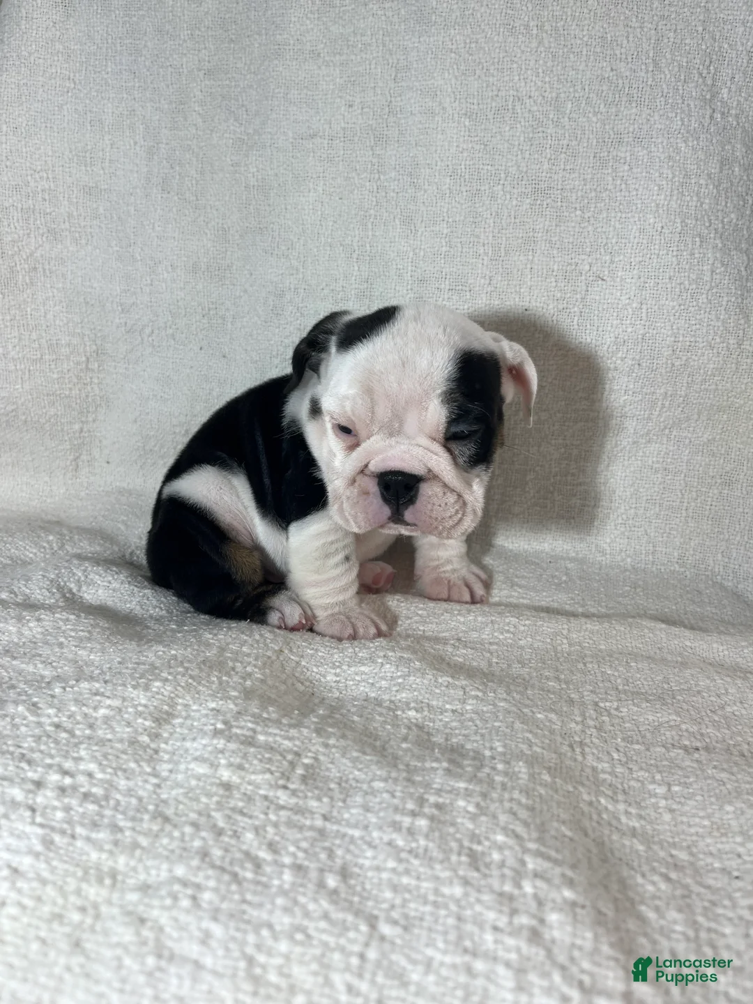 English Bulldog dogs for sale: Zoey - Ad 2