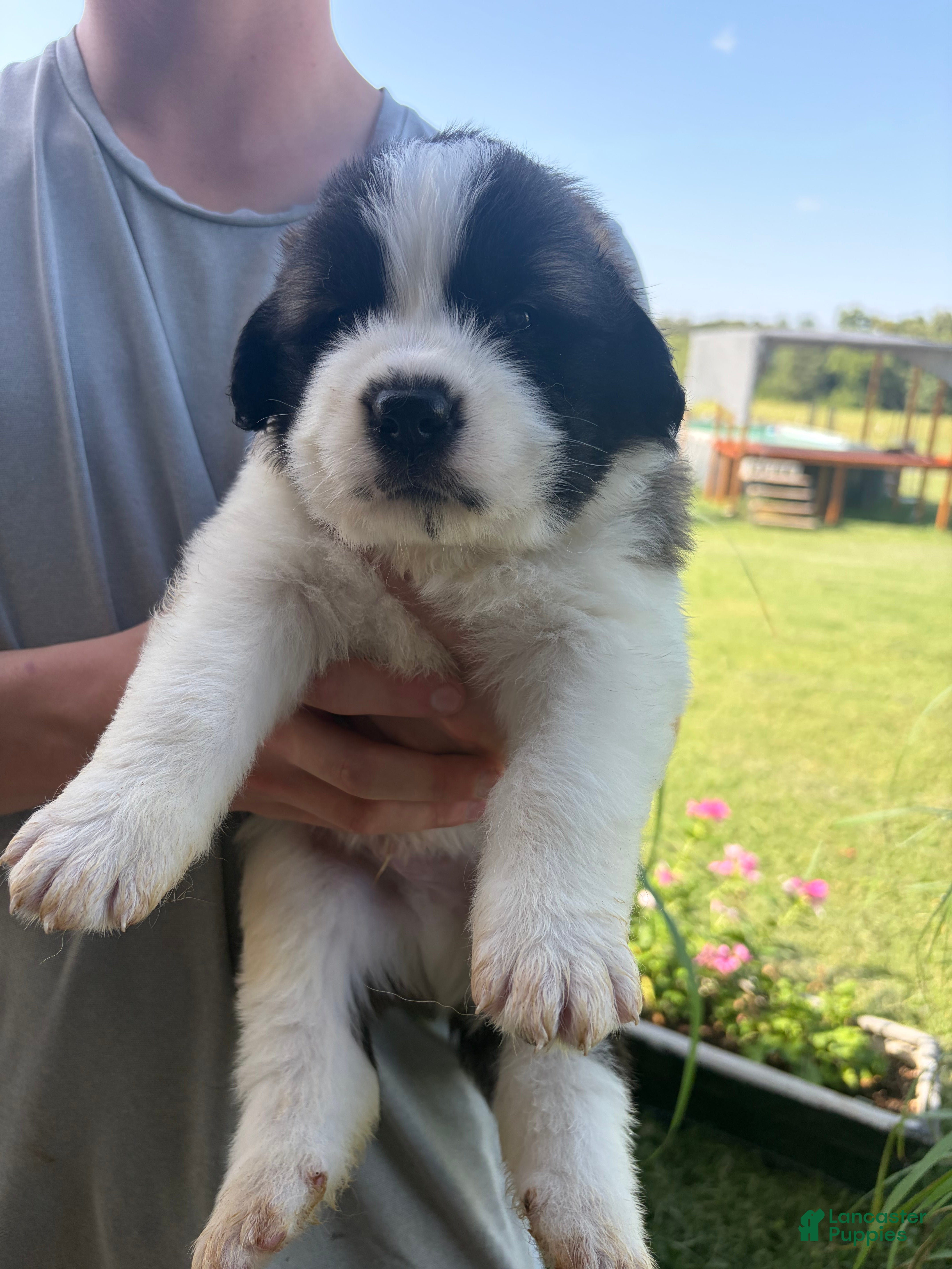 Saint Bernard dogs Akc Neon Green  - Ad 26