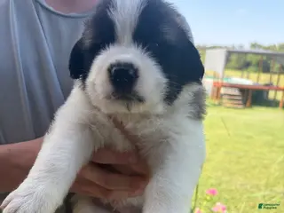 Saint Bernard dogs Akc Neon Green - Ad 26