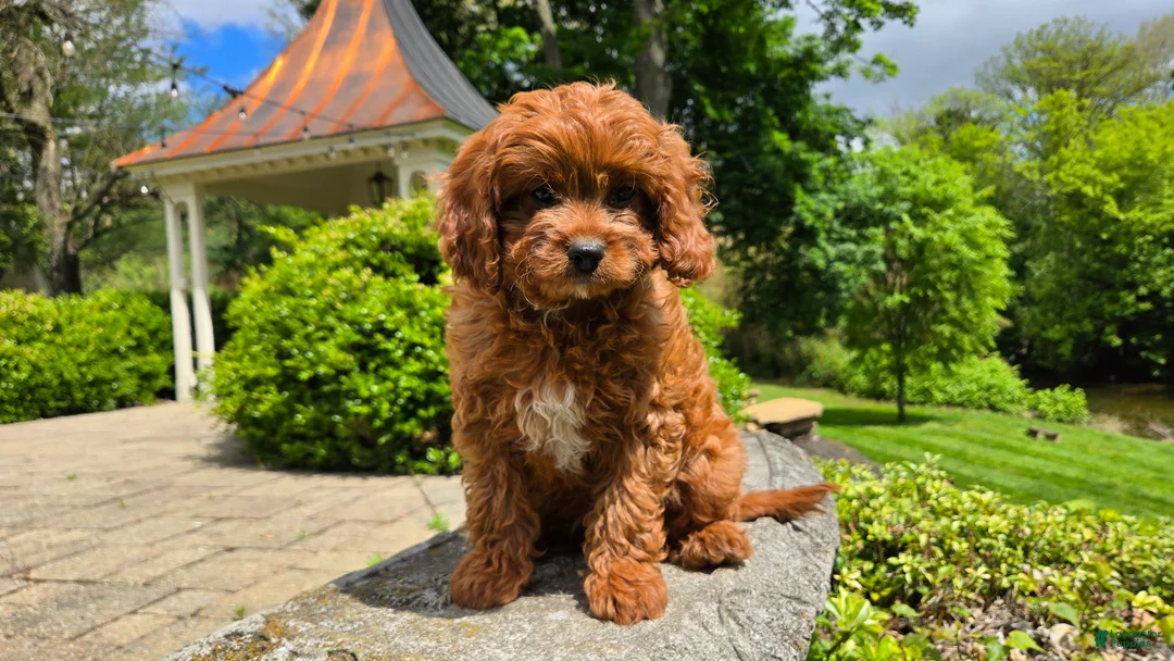 Cavapoo dogs for sale: Hunter - Ad 1
