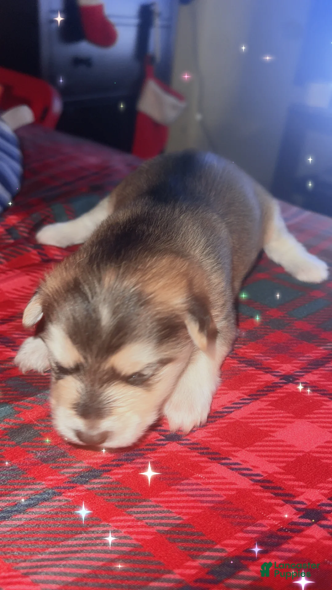 Mixed Breed dogs for sale: Twin - Ad 12