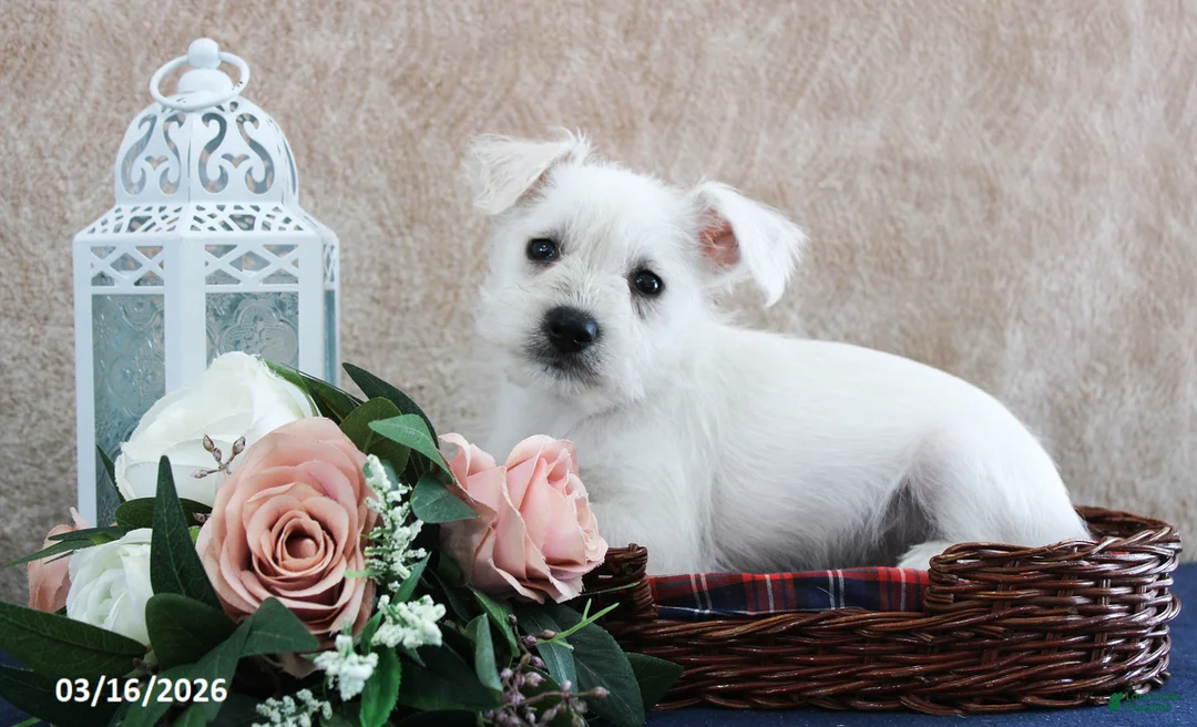 Miniature Schnauzer dogs for sale: Quill - Ad 5