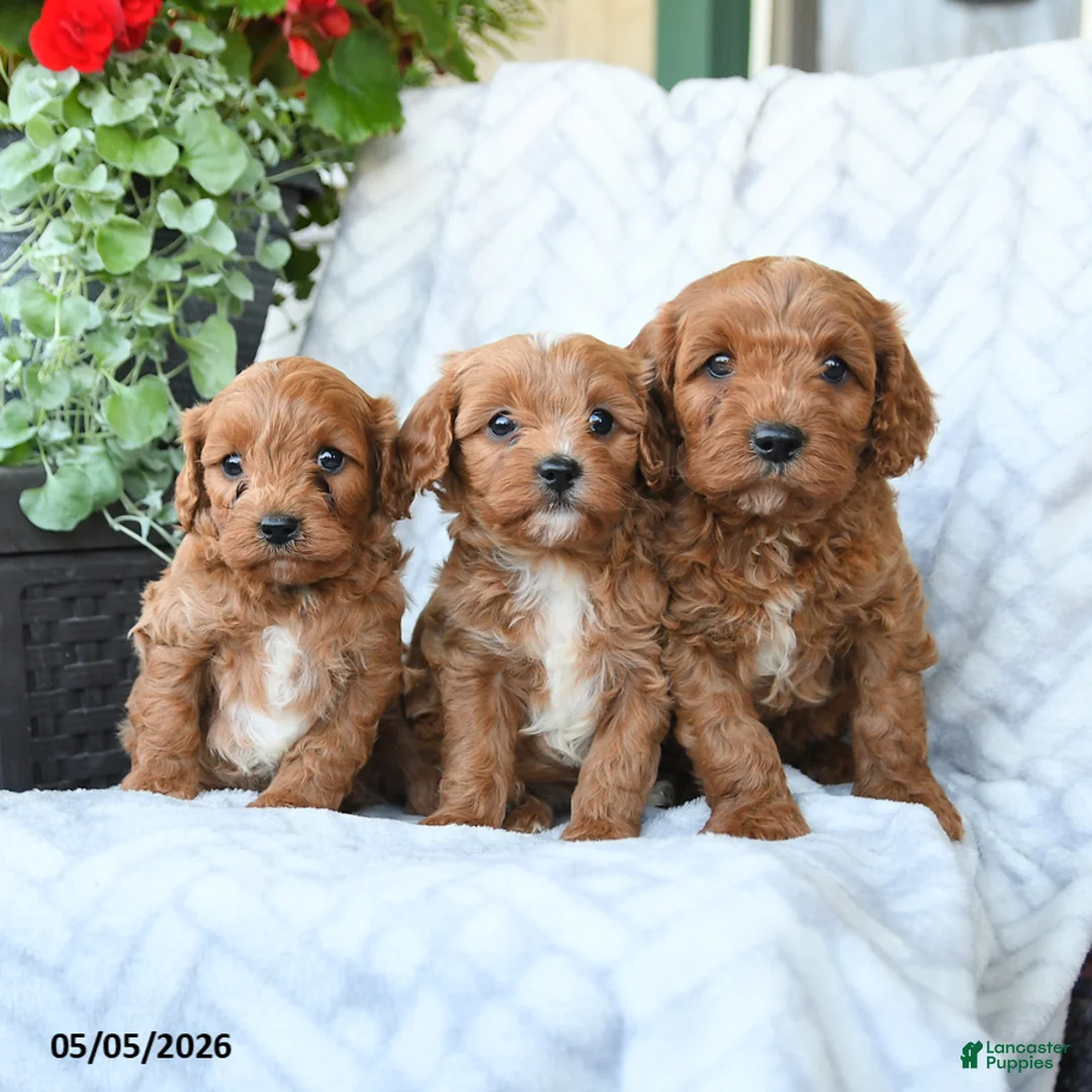 Cavapoo dogs for sale: Bella   - Ad 5