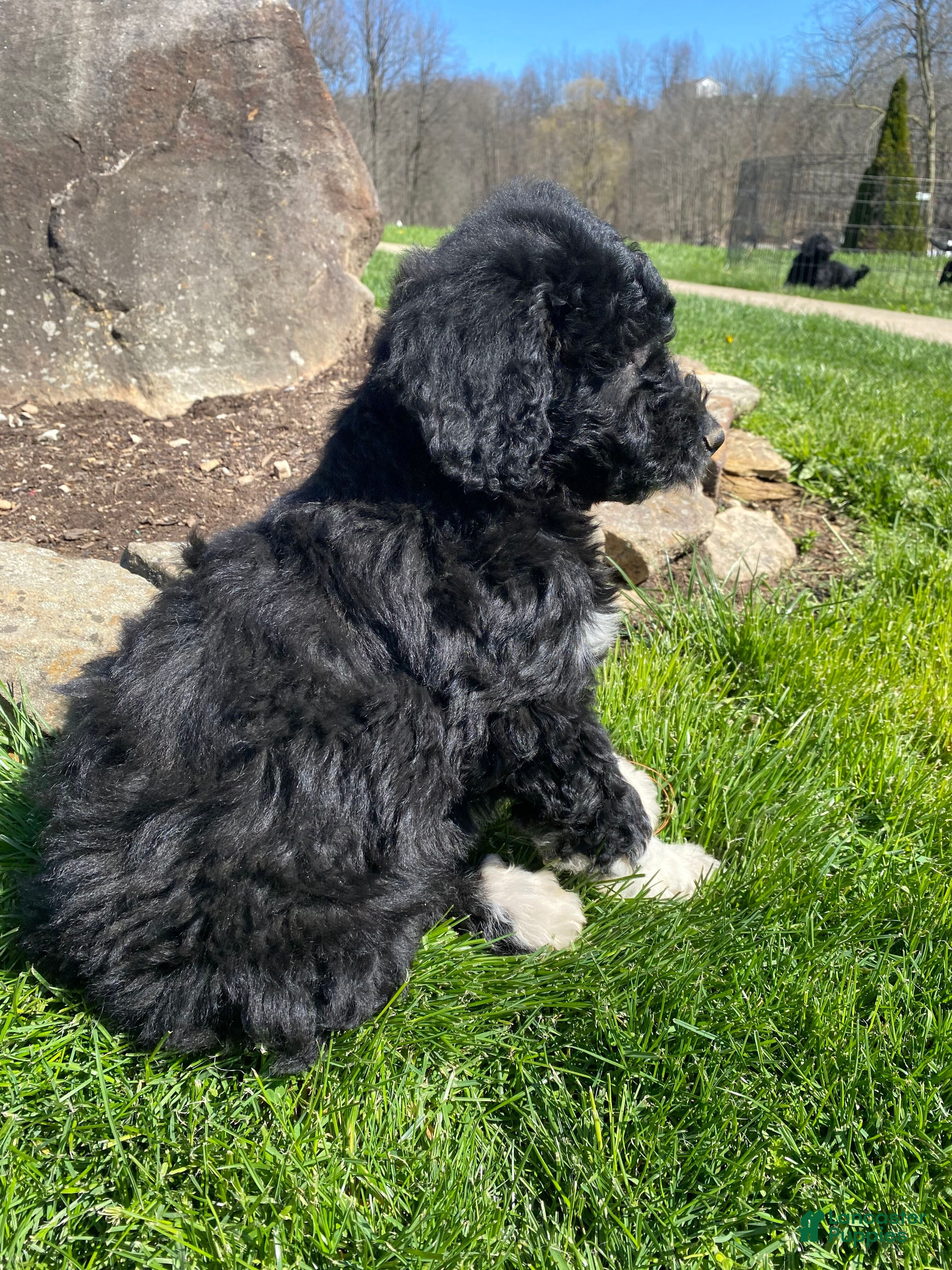 Aussiedoodle dogs Max - Ad 2