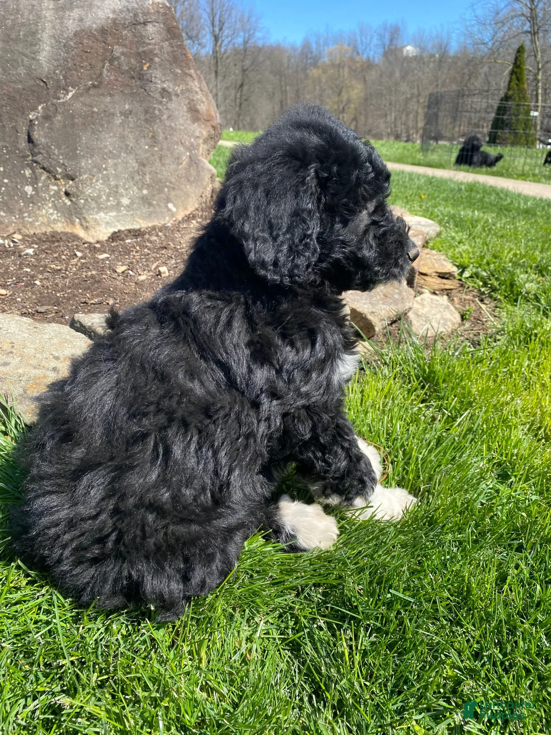 Aussiedoodle dogs for sale: Max - Ad 2