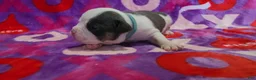 American Bully dogs for sale: Winter - Ad 2