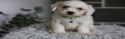 Maltipoo dogs for sale: Frankie - Ad 7