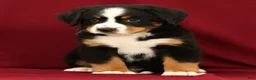 Bernese Mountain Dog dogs for sale: Zack - Ad 4