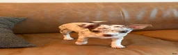 Chihuahua dogs for sale: Molly - Ad 3