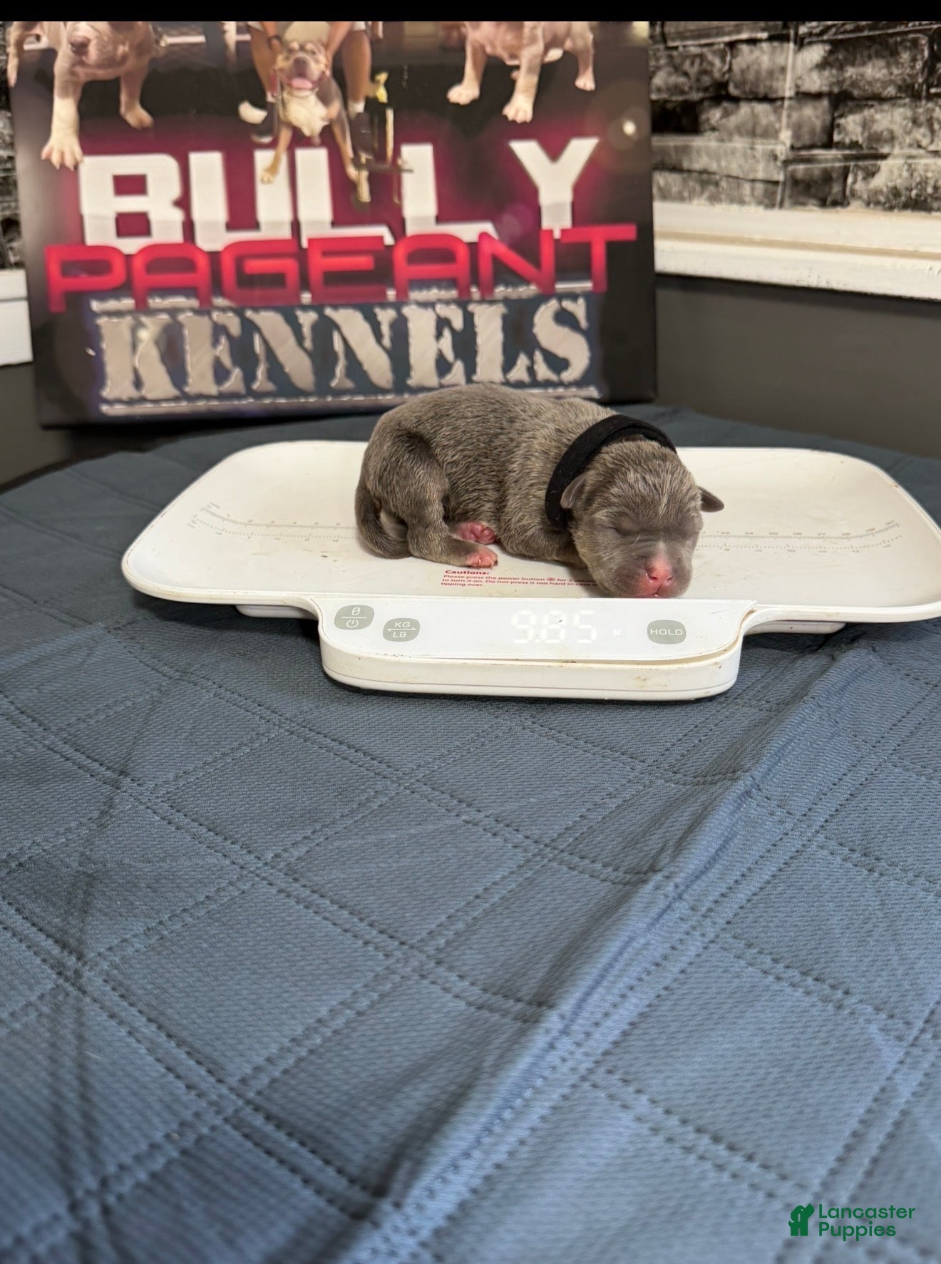 American Bully dogs Batman - Ad 2
