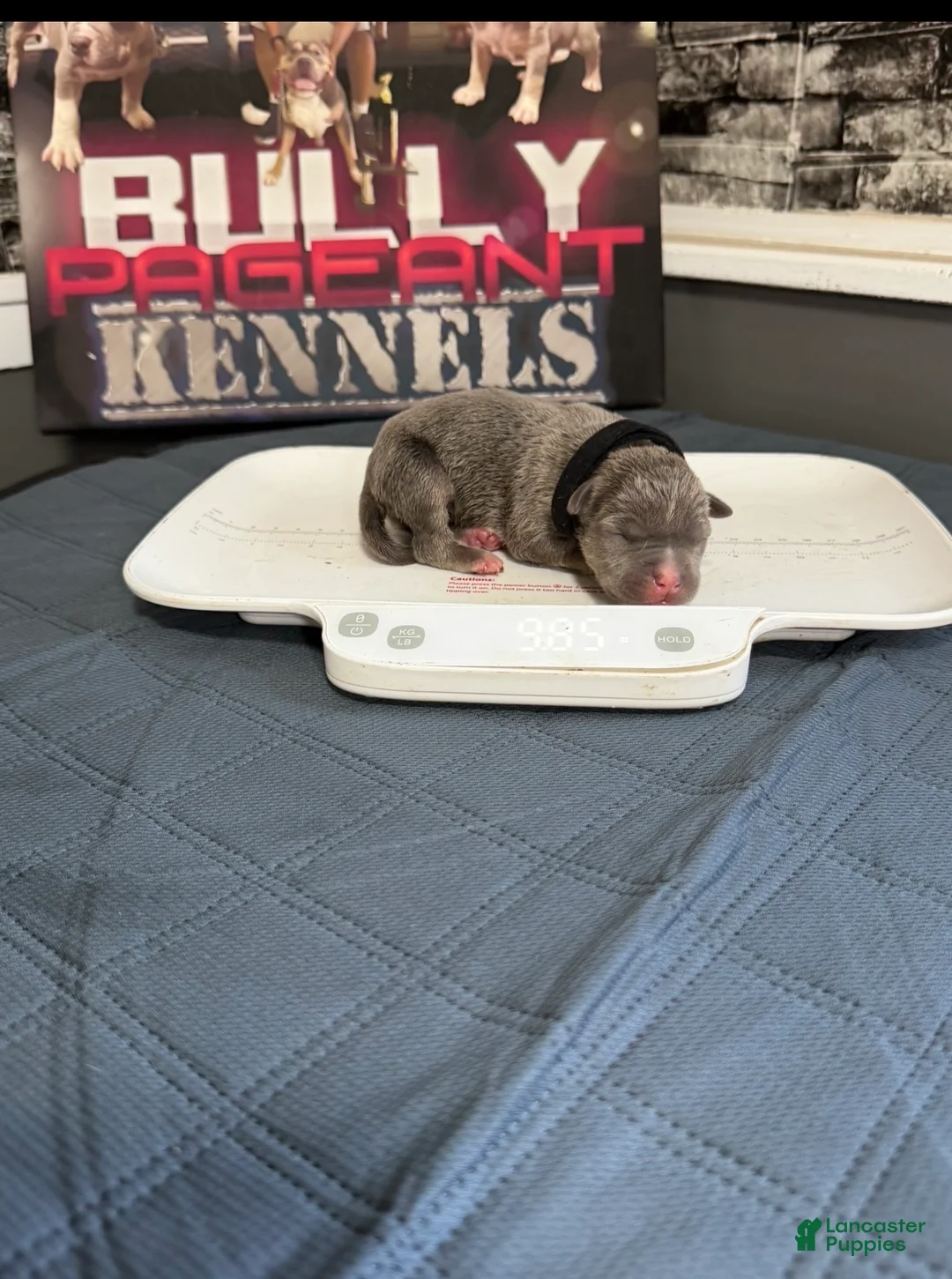 American Bully dogs for sale: Batman - Ad 2