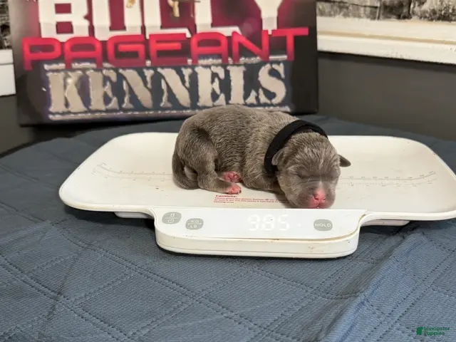 American Bully dogs for sale: Batman - Ad 2