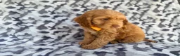 Cockapoo dogs for sale: Toby - Ad 5