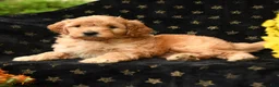 Mini Goldendoodle dogs for sale: Dopey - Ad 2