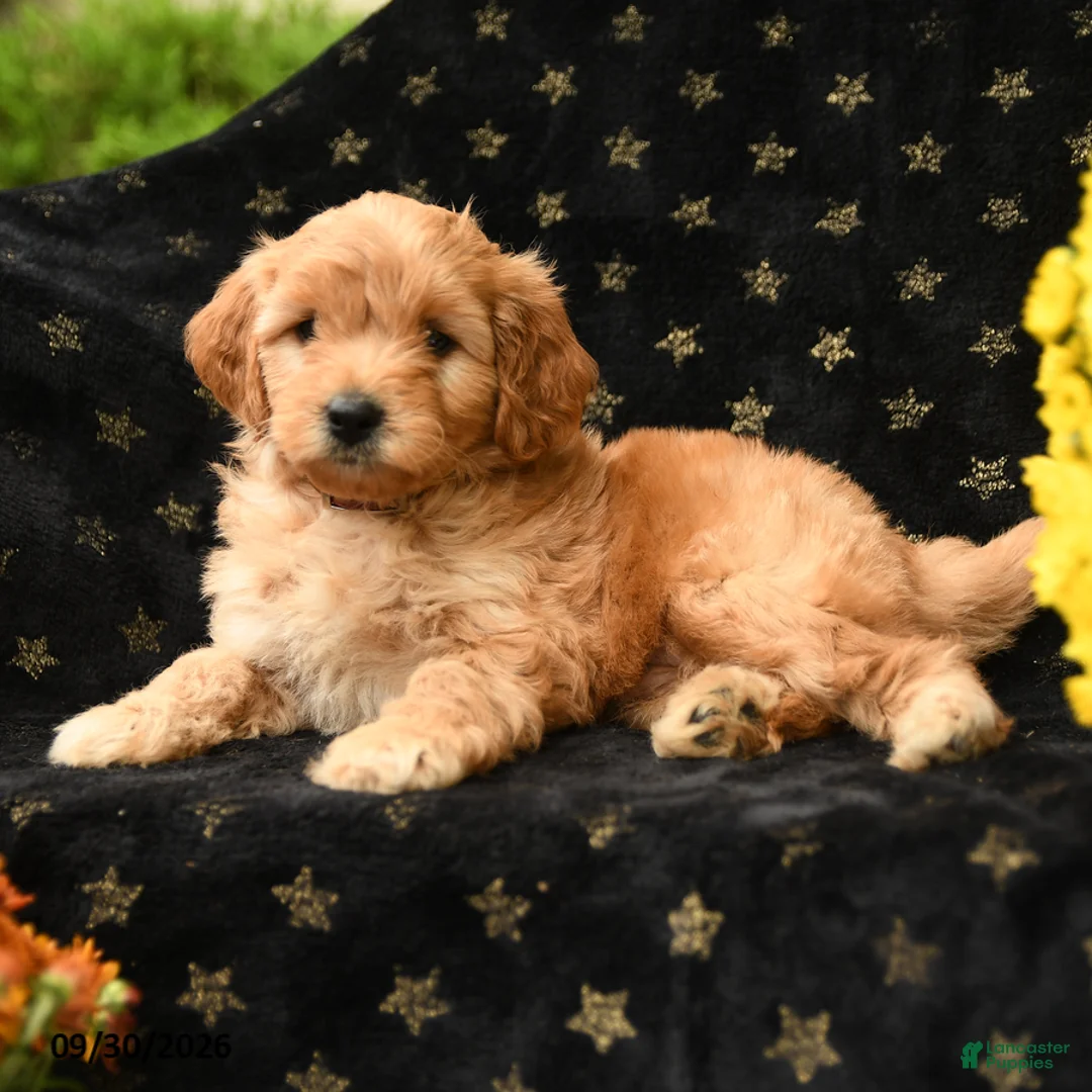 Mini Goldendoodle dogs for sale: Dopey - Ad 2