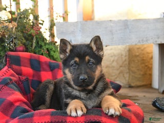 German Shepherd dogs Mack - Ad 23