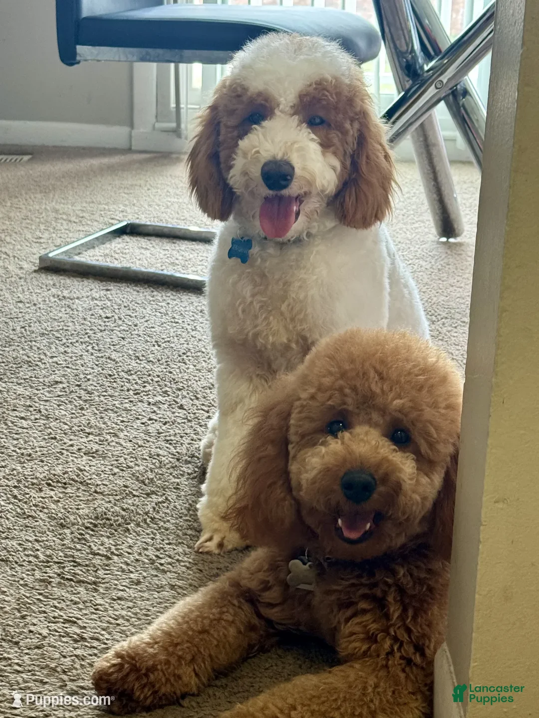 Mini Goldendoodle dogs for sale: Shadow - Ad 7