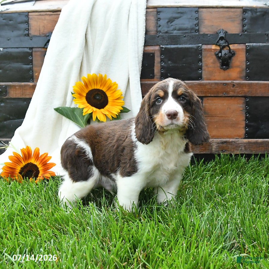 English Springer Spaniel dogs Zippy - Ad 2
