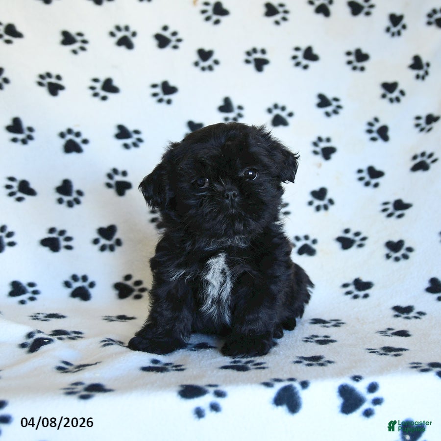 Shih Tzu dogs Freddy - Ad 1