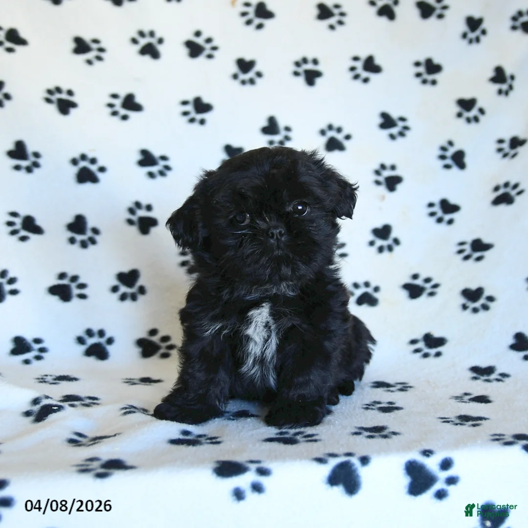 Shih Tzu dogs for sale: Freddy - Ad 1