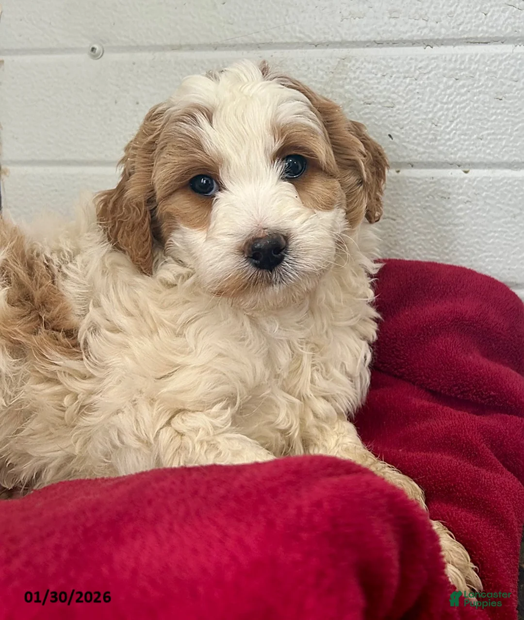 Mini Goldendoodle dogs for sale: Daffodil - Ad 1