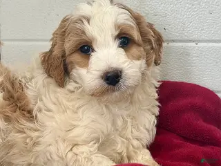 Mini Goldendoodle dogs Daffodil - Ad 39