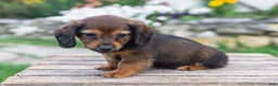 Miniature Dachshund dogs for sale: Gus - Ad 5